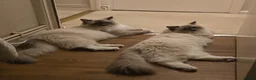 Ragdoll cats for sale: ​ Exceptional Ragdoll Kittens – Stunning Bicolor - Advert 8