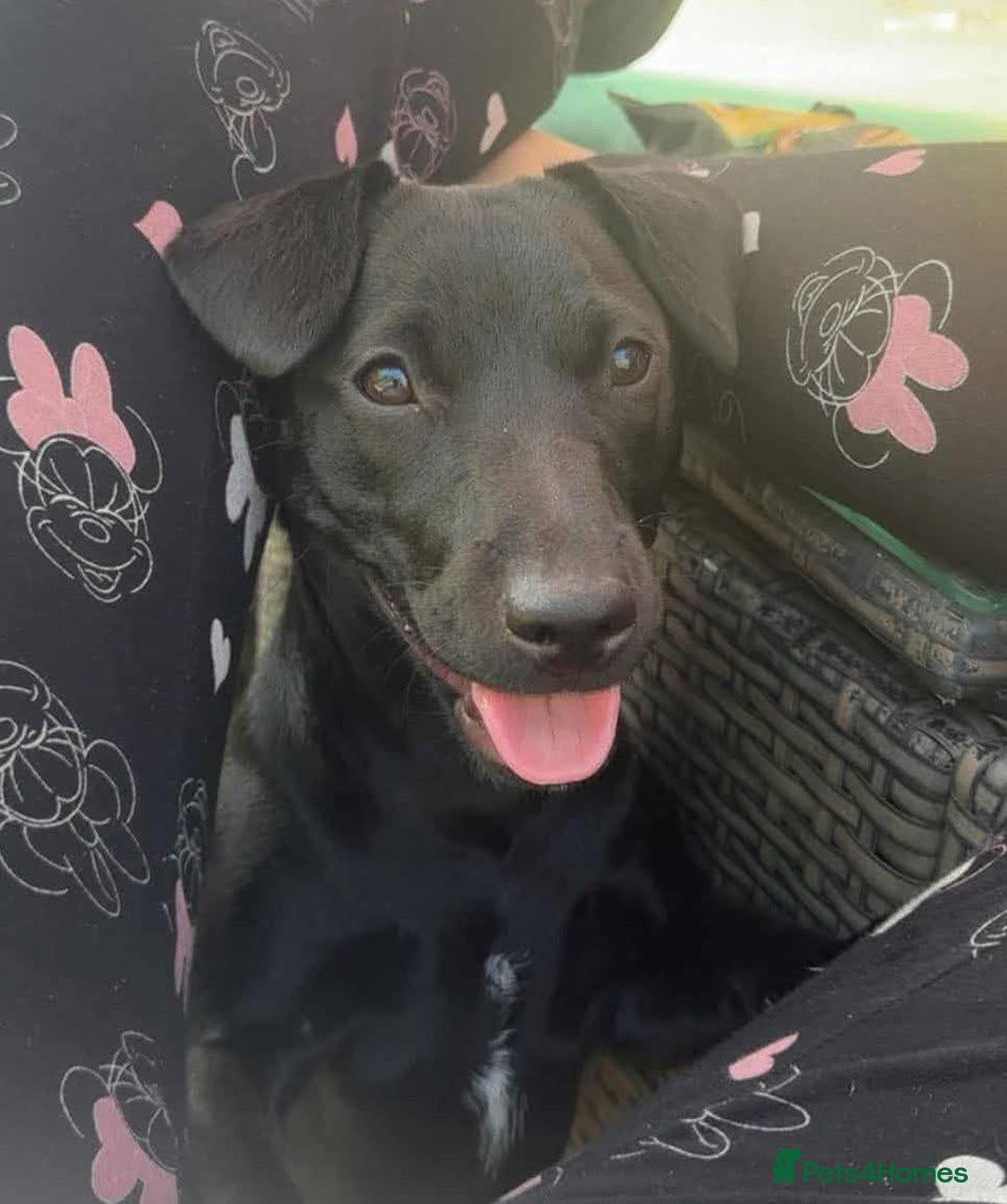 Patterdale Terrier dogs for sale: 12 month Female Patterdale  - Advert 3