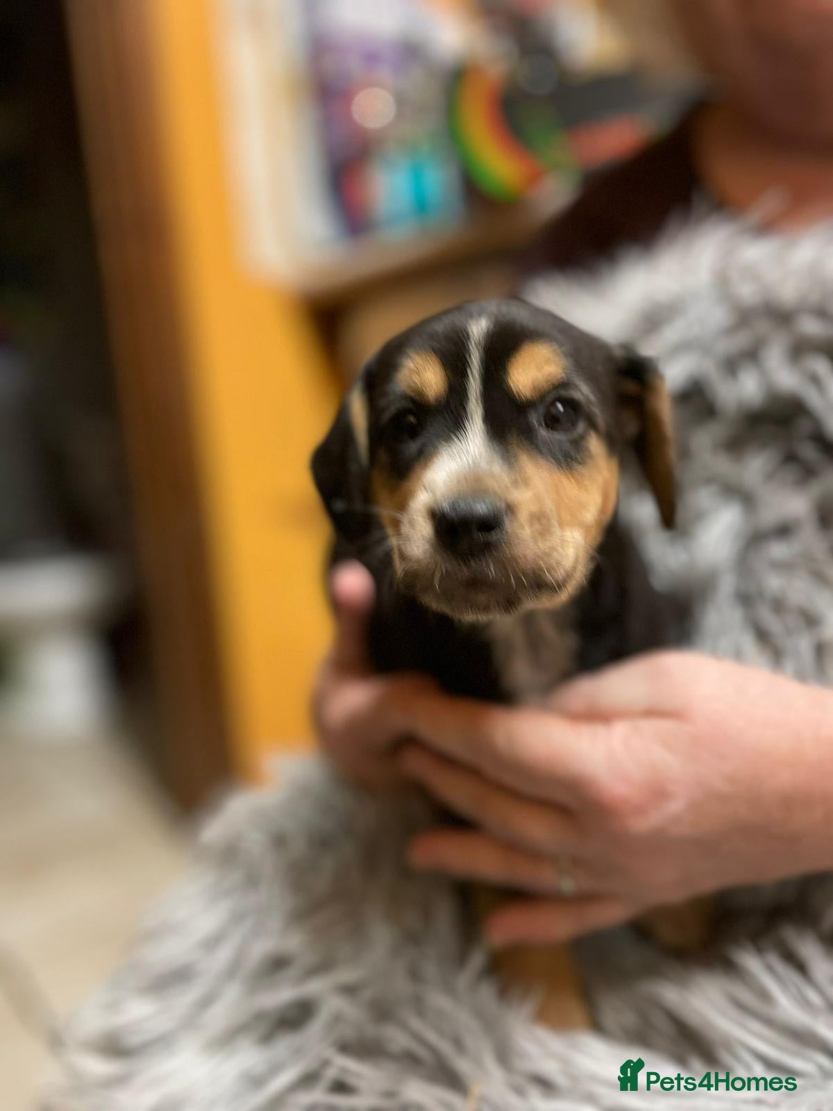 Mixed Breed dogs Beautiful Border Terrier X Show cocker spaniels  - Advert 4