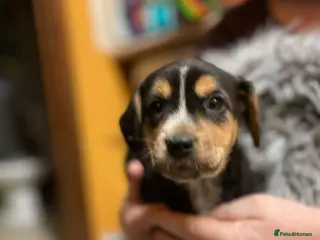 Mixed Breed dogs Beautiful Border Terrier X Show cocker spaniels - Advert 4