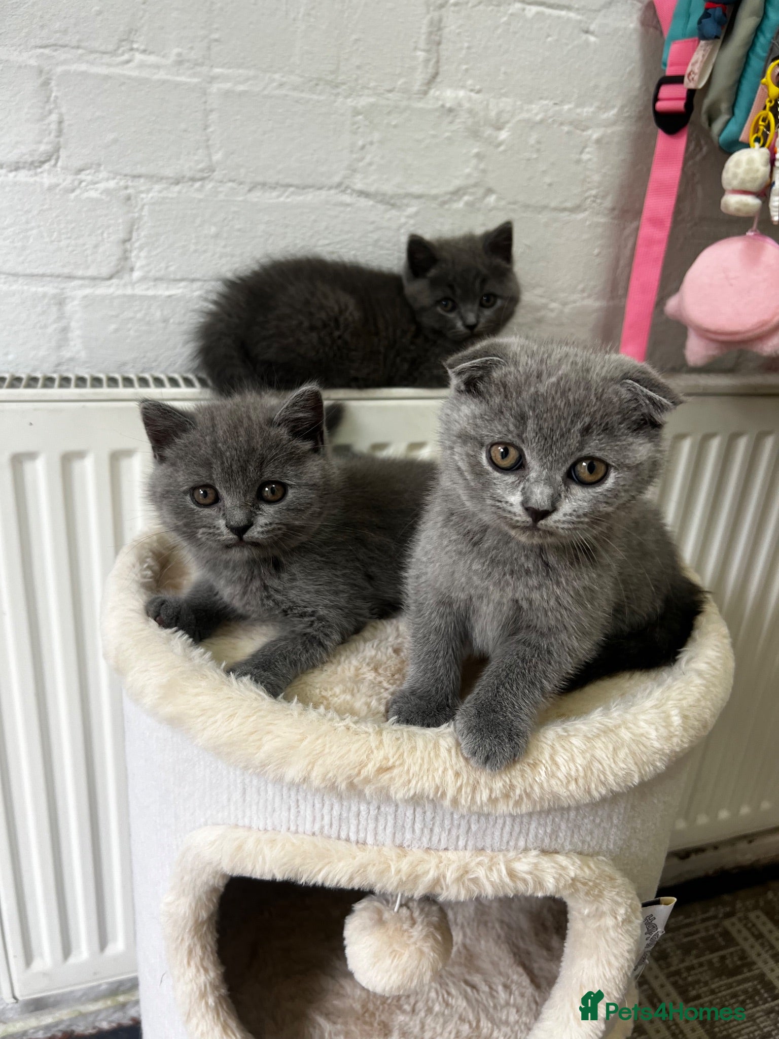 Scottish Fold cats Beautiful Scottish Fold & British Shorthair - Advert 11