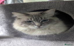 Ragdoll cats for stud: Ragdoll Stud  in Manchester - Image 25