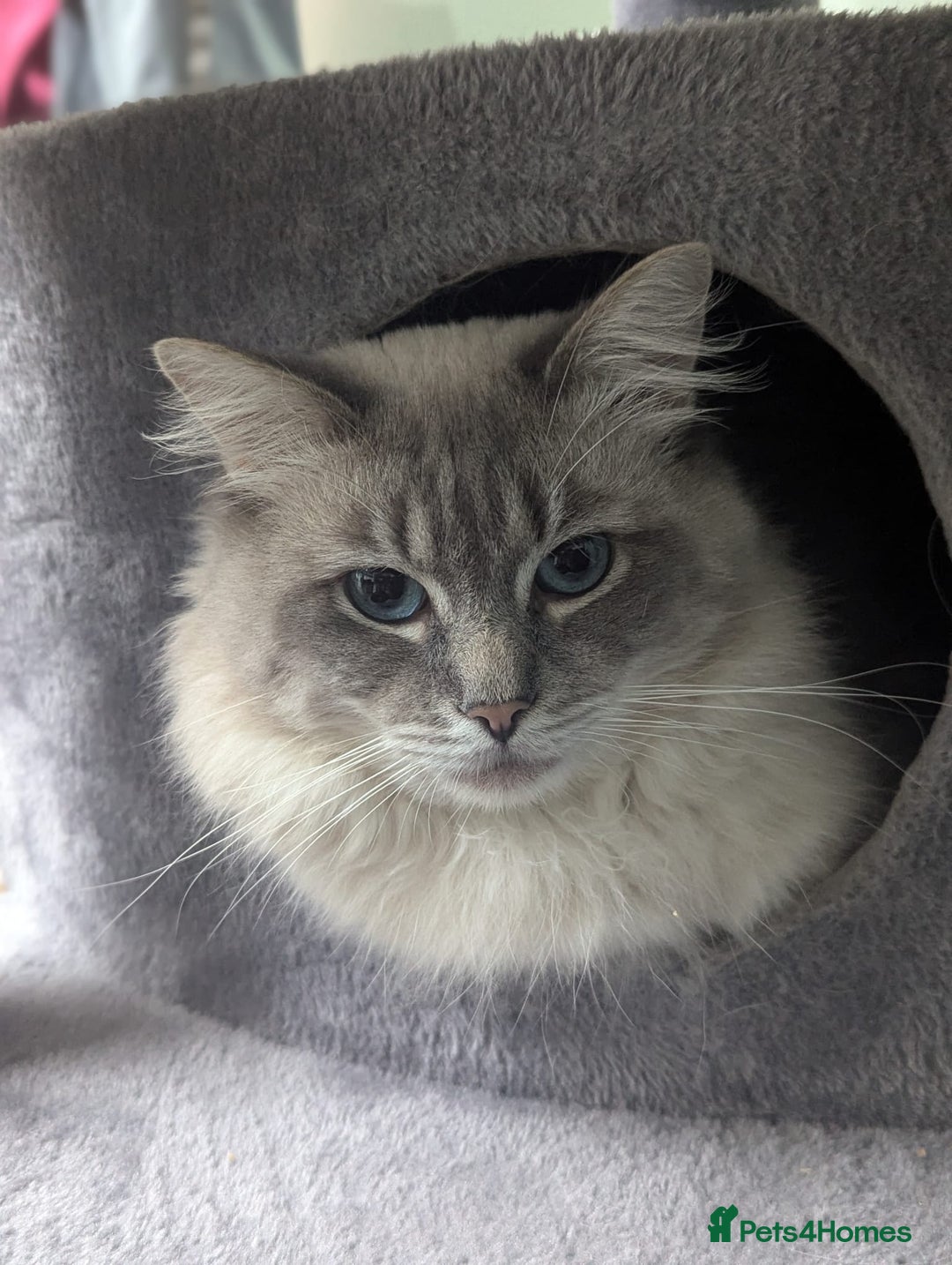 Ragdoll cats for stud: Ragdoll Stud  in Manchester - Image 25