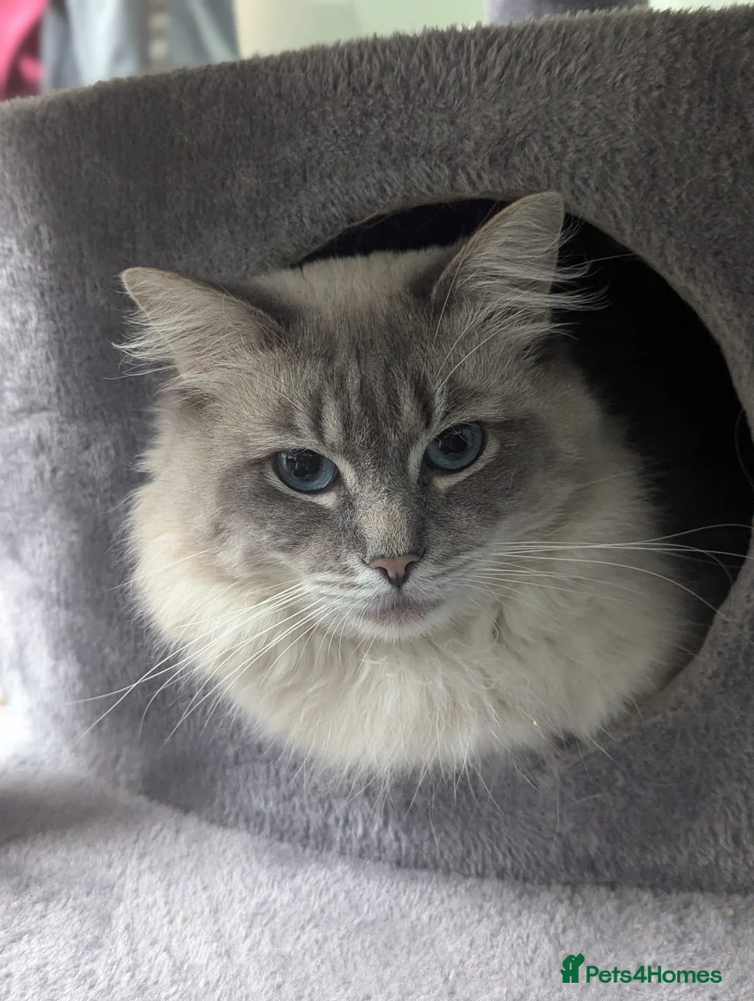 Ragdoll cats for stud: Ragdoll Stud  in Manchester - Advert 23
