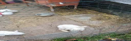 Mini Lion Lop rabbits for sale: Mixed sex 10 week old rabbits - Advert 5