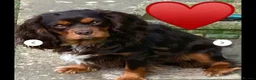 Cavapoo dogs for sale: 🤎✨ Toy Cavapoo Looking for His Forever Home 🐾 in Accrington - Advert 11