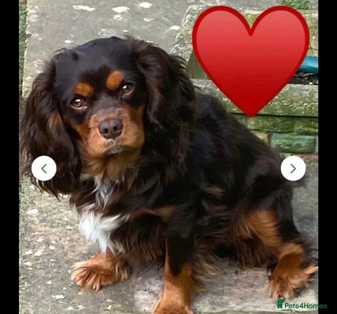 Cavapoo dogs for sale: 🤎✨ Toy Cavapoo Looking for His Forever Home 🐾 in Accrington - Advert 11
