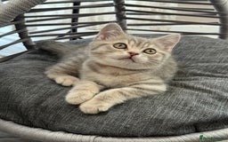 British Shorthair cats for sale: Pure British shorthair kittens for sale  - Image 5