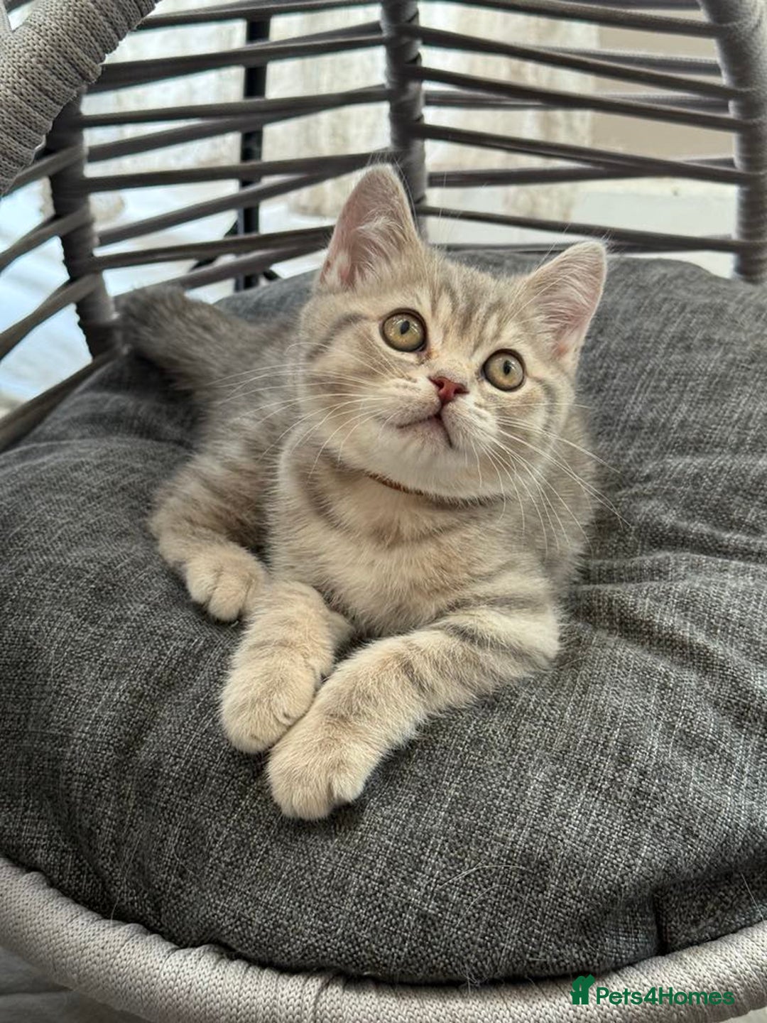 British Shorthair cats for sale: Pure British shorthair kittens for sale  - Image 5