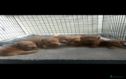 Cockapoo dogs for sale: F2 red Cockapoo puppies  - Image 22