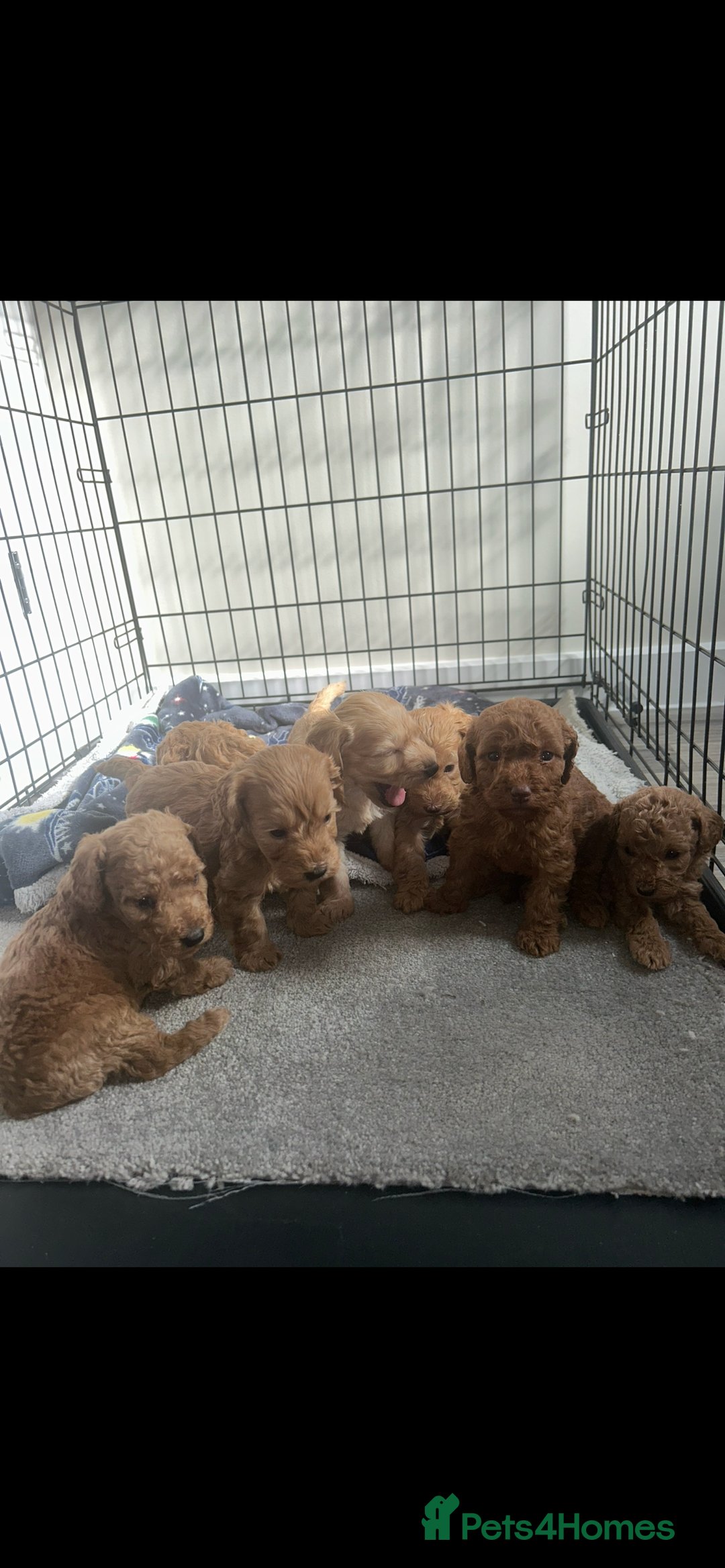 Cockapoo dogs for sale: F2 red Cockapoo puppies  - Image 22