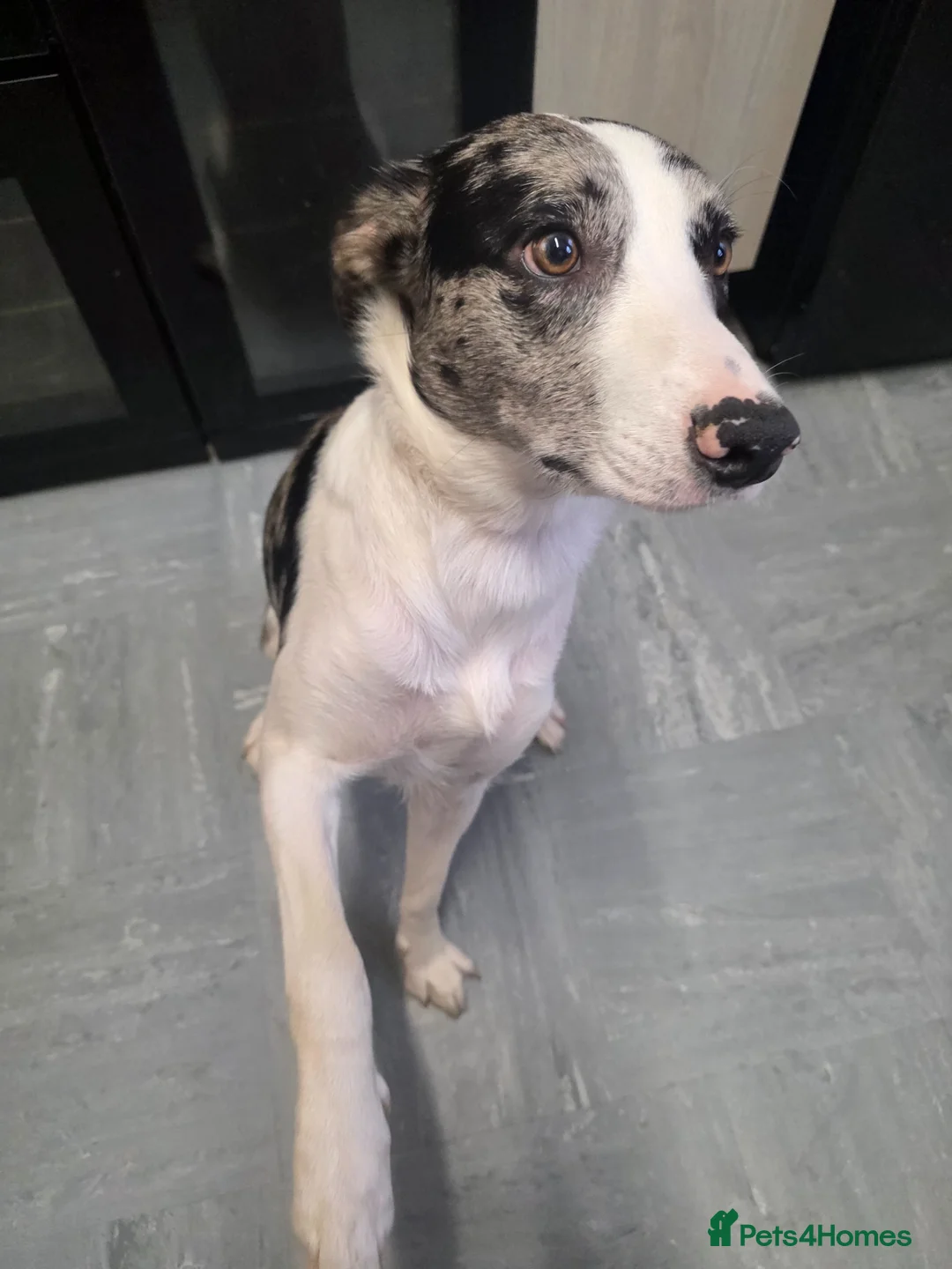 Border Collie dogs for sale: Stunning litter of 6 Border Collie  - Advert 2