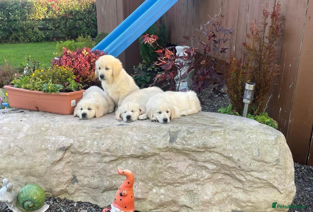 Golden Retriever dogs for sale: CHUNKY GOLDEN RETRIEVER PUPPIES AVAILABLE £1450 - Advert 4