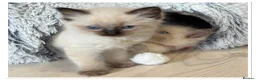 Ragdoll cats for sale: 4 Stunning male pure ragdoll kittens  - Advert 15