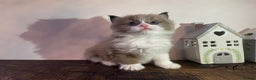 Ragdoll cats for sale: Beautiful Purebred Ragdoll Kittens  - Advert 14