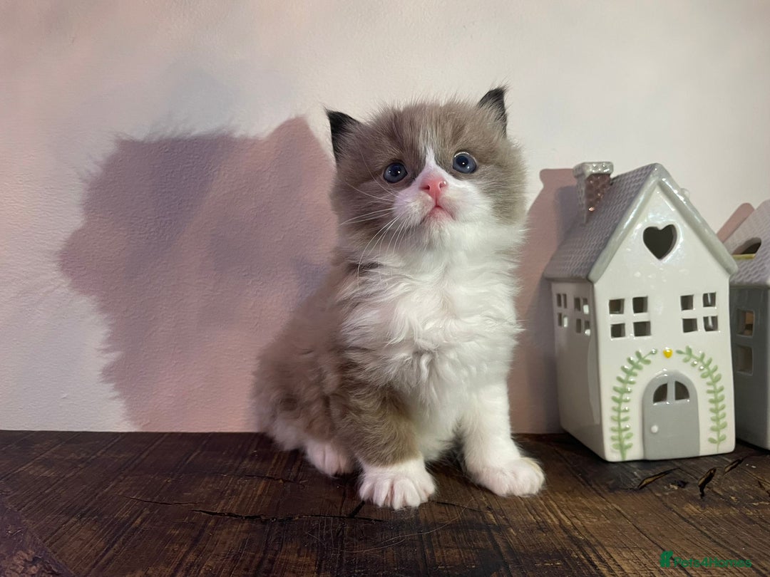 Ragdoll cats for sale: Beautiful Purebred Ragdoll Kittens  - Advert 14
