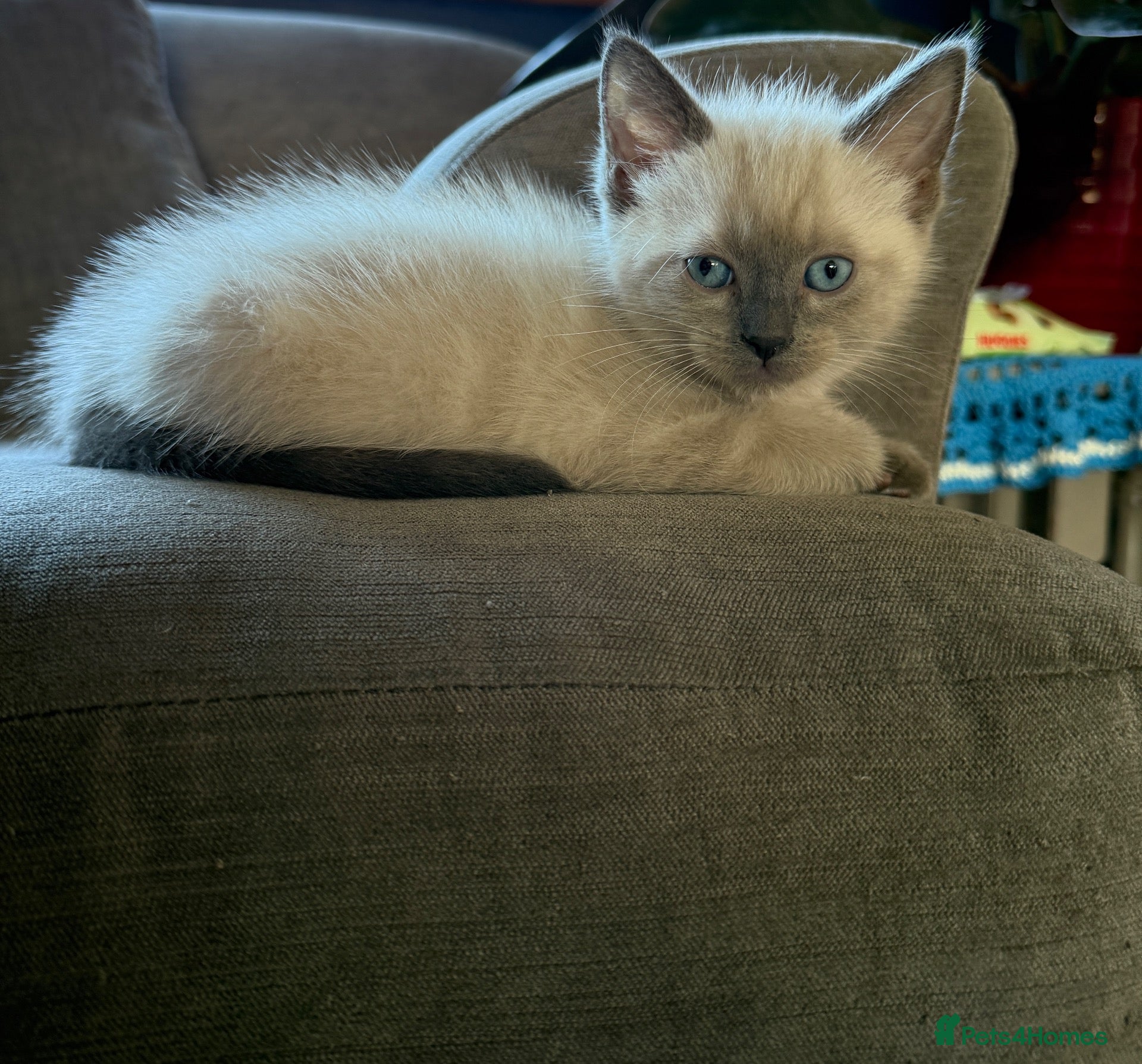 Ragdoll cats Male Ragdoll kitten - Advert 14