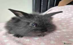 Mini Lion Lop rabbits for sale: 8 Beautiful Lion Lop Bunnies available to reserve. - Image 9
