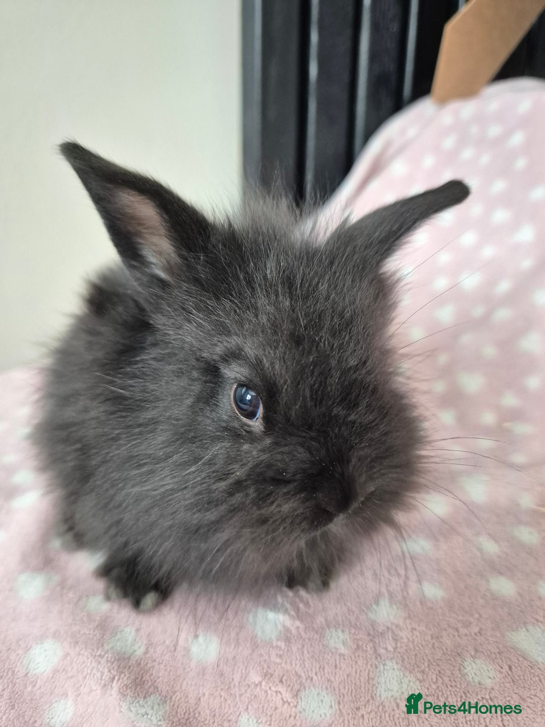 Mini Lion Lop rabbits for sale: 8 Beautiful Lion Lop Bunnies available to reserve. - Image 9