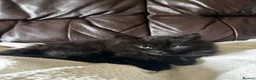 Mixed Breed cats for sale: Kittens for Sale  in Fort William - Advert 2