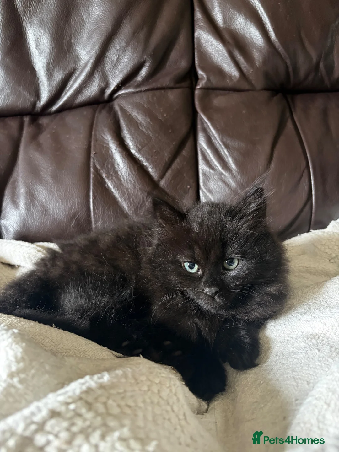 Mixed Breed cats for sale: Kittens for Sale  in Fort William - Advert 2