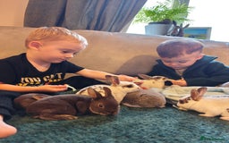 Rex rabbits for sale: Mixed litter of Mini Rex  - Image 20