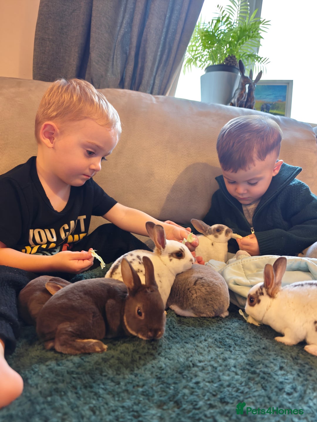 Rex rabbits for sale: Mixed litter of Mini Rex  - Image 20