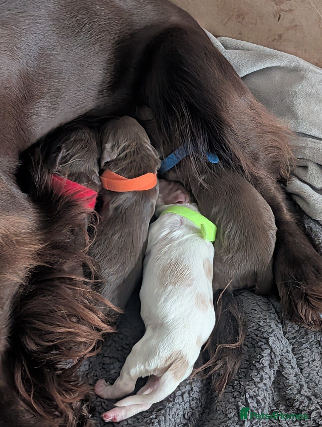 Cocker Spaniel dogs for sale: stunning litter working cocker spaniels - Advert 5