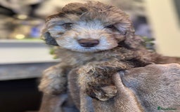 Cockapoo dogs for sale: Miniature Cockapoo Multi Generation  in Darwen - Image 13