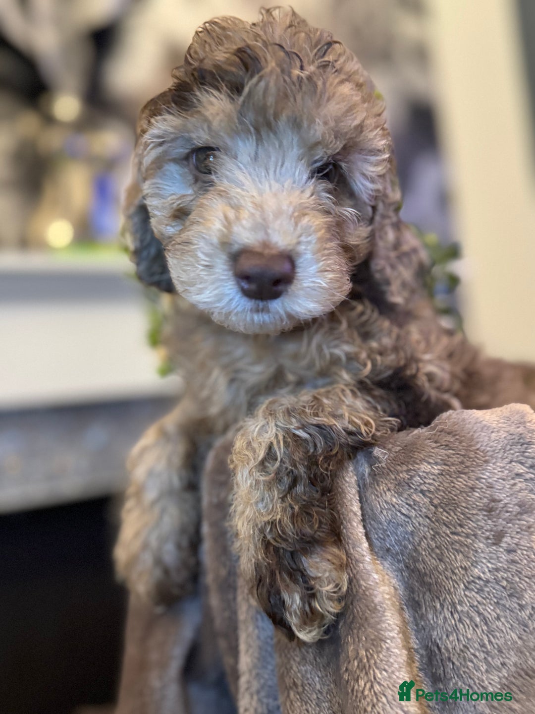 Cockapoo dogs for sale: Miniature Cockapoo Multi Generation  in Darwen - Image 13
