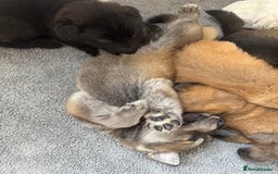 German Shepherd dogs for sale: German Shepherd Puppies  - Image 19