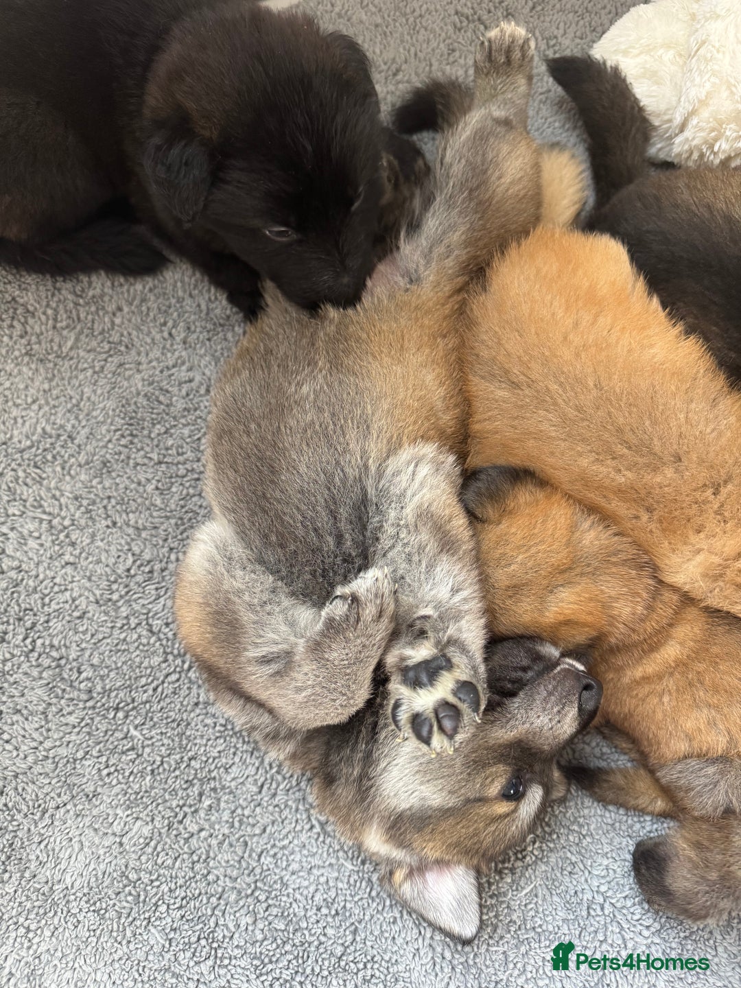 German Shepherd dogs for sale: German Shepherd Puppies  - Image 19