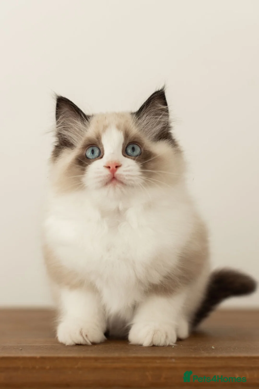 Ragdoll cats for sale: Last Blue Bicolour Ragdoll female available  - Advert 30