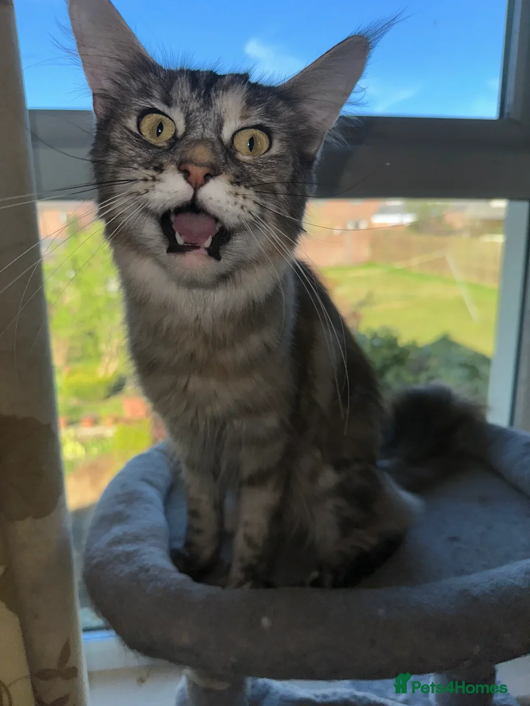 Maine Coon cats for sale: 2 imported Active Girls  - Image 5