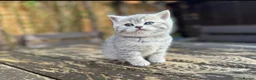 Scottish Fold cats for sale: Adorable Scottish Straight Kittens  - Advert 9