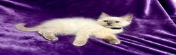 Ragdoll cats for sale: Beautiful GCCF Ragdoll Kittens  - Advert 7