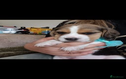 Beagle dogs for sale: Really cute beagle puppies !🐶🐶❤️ - Image 12