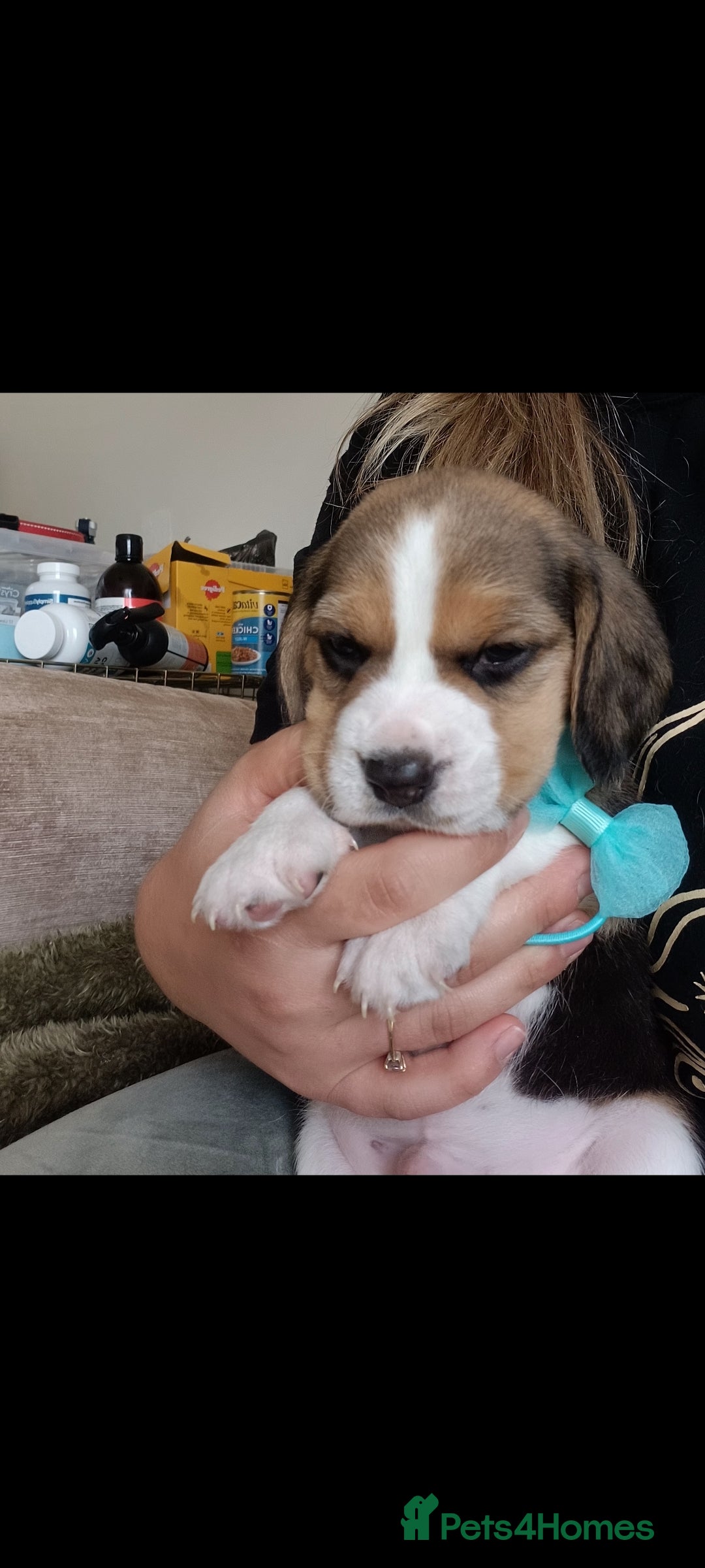 Beagle dogs for sale: Really cute beagle puppies !🐶🐶❤️ - Image 12