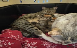 Savannah cats for sale: Savannah F6 kittens - Image 11