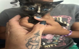 Mixed Breed cats for sale: Beautiful Kittens  - Image 9