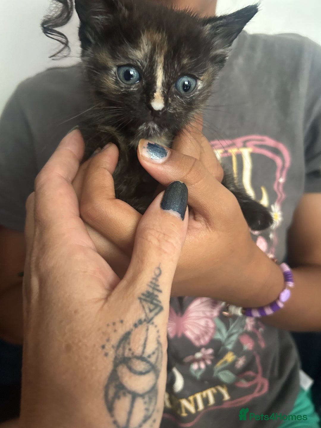 Mixed Breed cats for sale: Beautiful Kittens  - Image 9