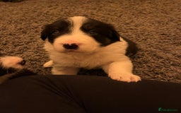 Border Collie dogs for sale: Beautiful Tri-colour border collies - Image 20