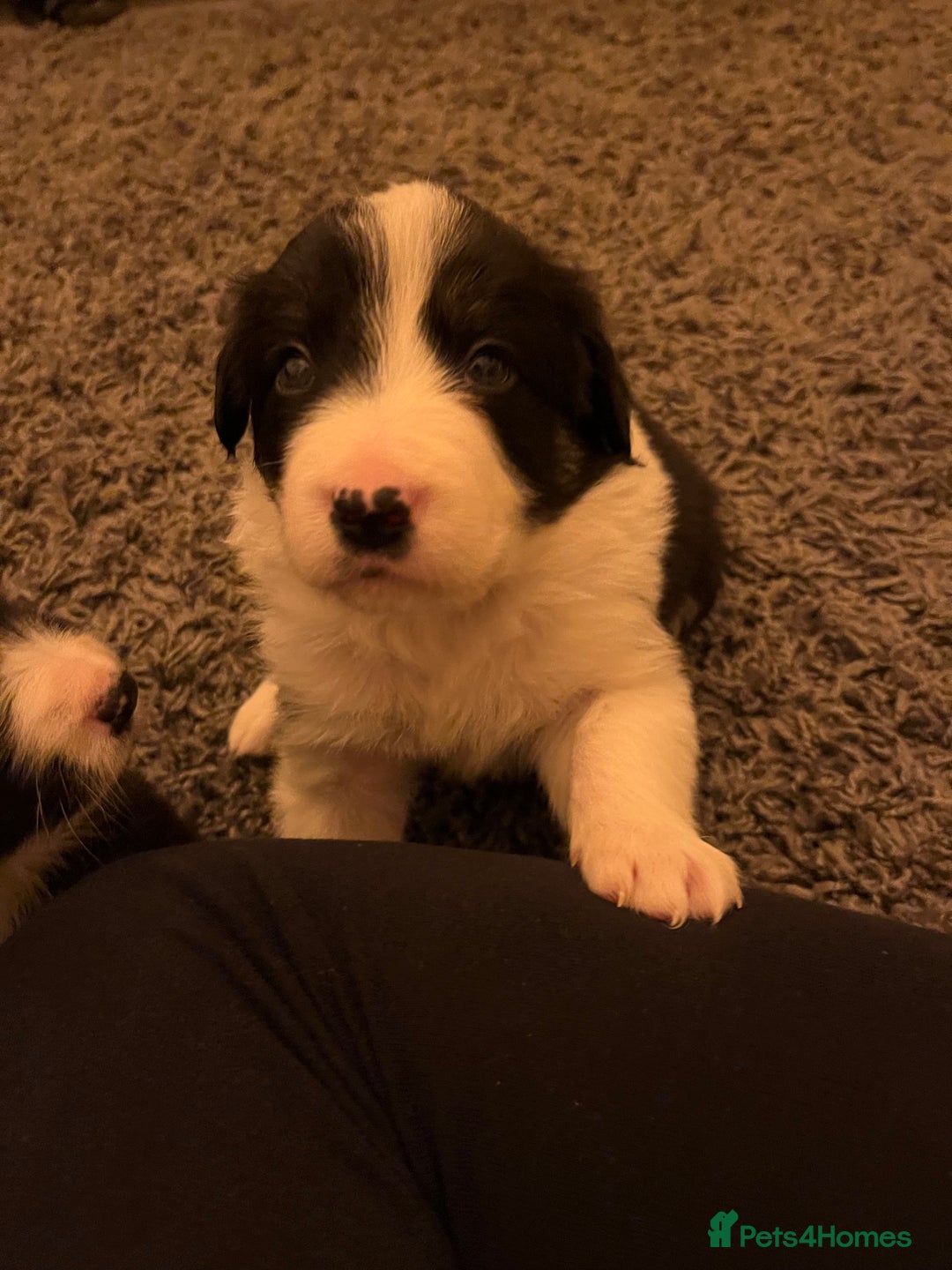 Border Collie dogs for sale: Beautiful Tri-colour border collies - Image 20
