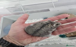 Hamster rodents for sale: Hamster and cage free to good home - Image 4