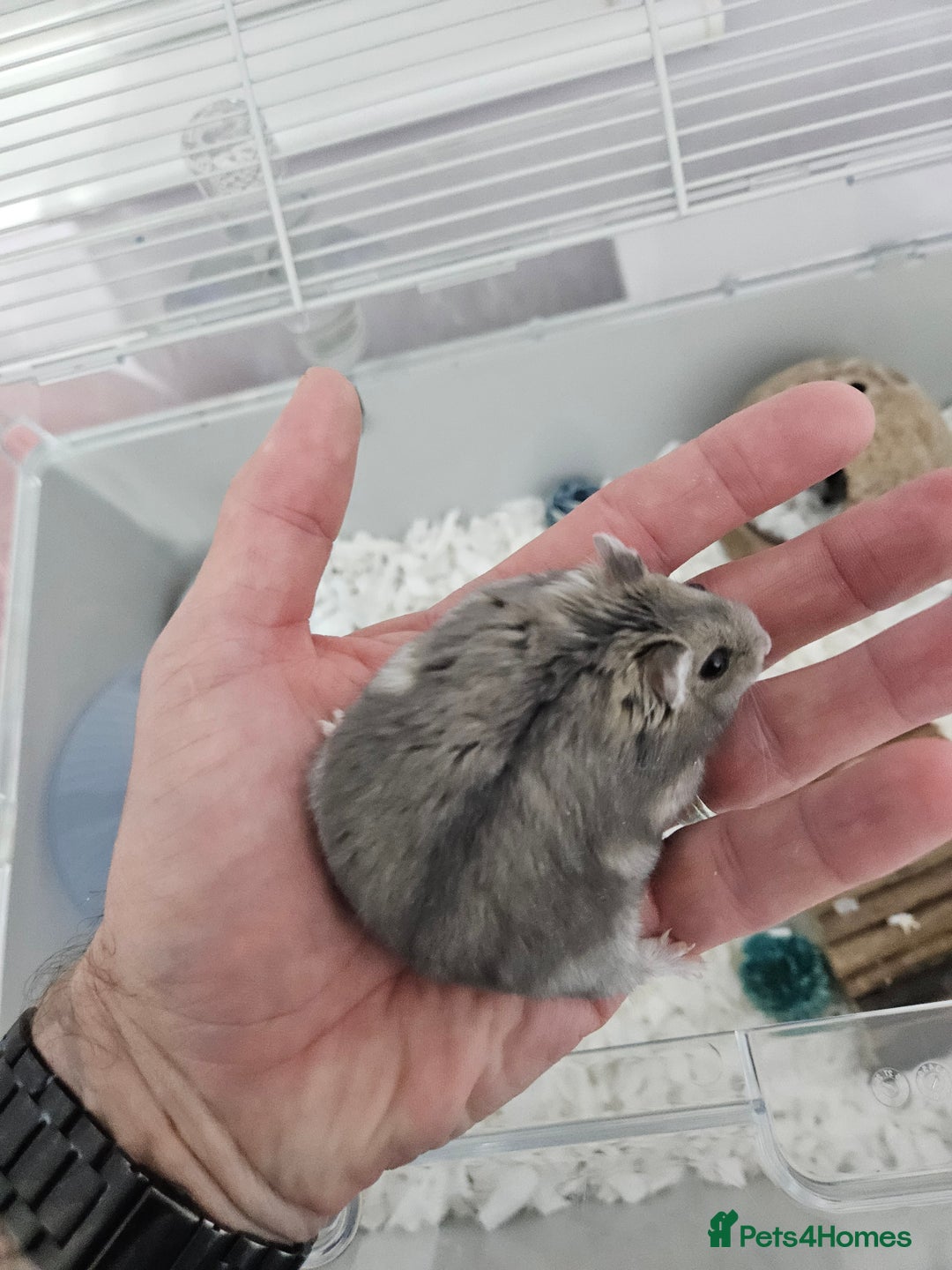 Hamster rodents for sale: Hamster and cage free to good home - Image 4