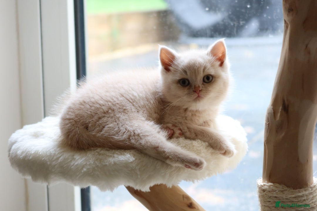 British Shorthair cats for sale: British Shorthair Kittens - Reg & Licensed  - Advert 9