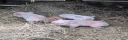 Pig livestock for sale: Julianna Micro 't-cup' piglets  - Advert 5