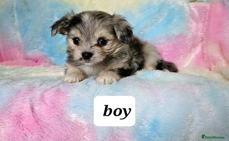 Chihuahua dogs - Advert 3