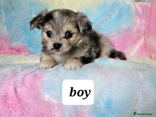 Chihuahua dogs - Advert 3