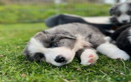 Bernese Mountain Dog dogs for sale: Stunning Chunky Bordernese Puppies - Image 31